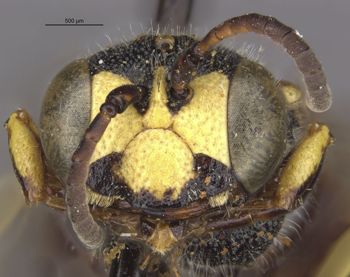 Media type: image;   Entomology 13766 Aspect: head frontal view